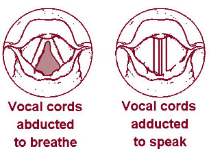 adducting_vocal_folds
